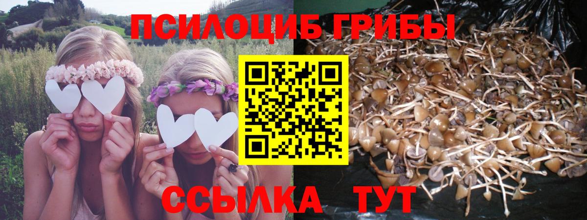Галлюциногенные грибы Psilocybine cubensis  где продают   Гуково 
